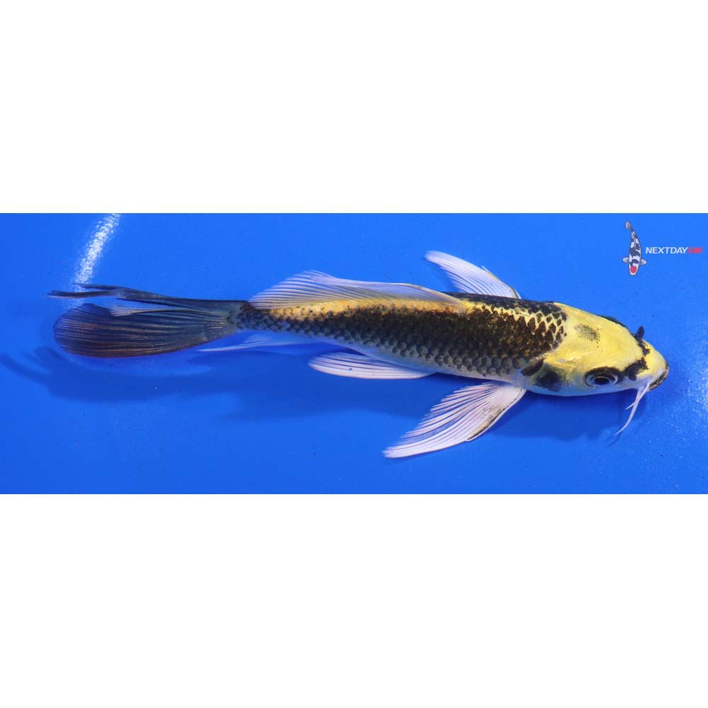 5” Imported Kujaku Butterfly Koi