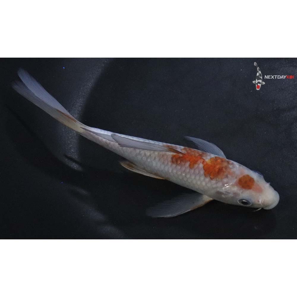 5.5” Imported Ochiba Shigure Butterfly Koi