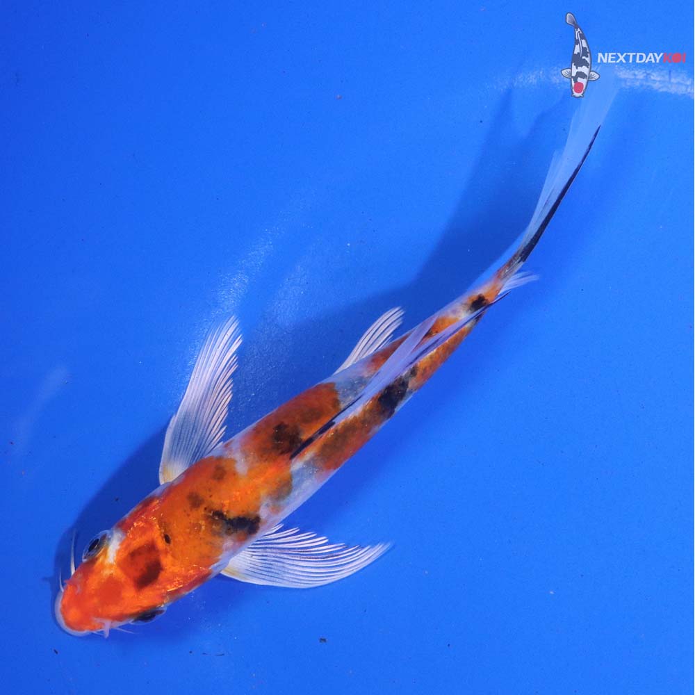 6” Imported Yamato Nishiki Butterfly Koi