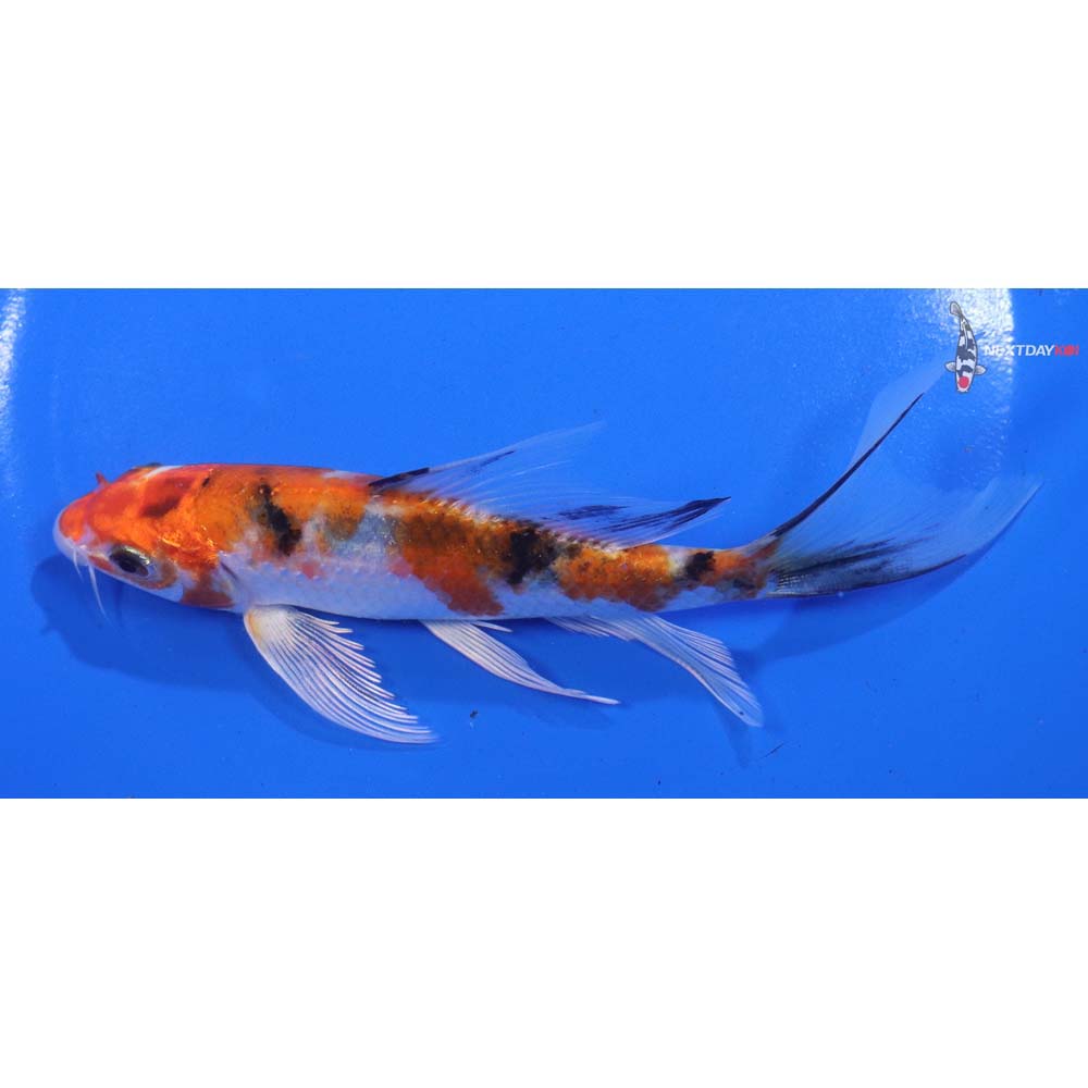 6” Imported Yamato Nishiki Butterfly Koi