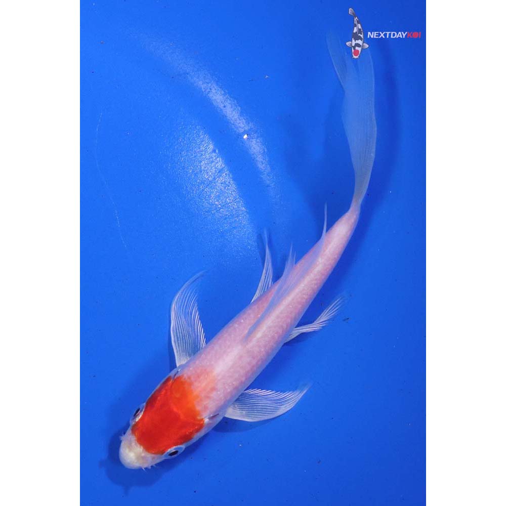 5.5” Imported Hariwake Butterfly Koi
