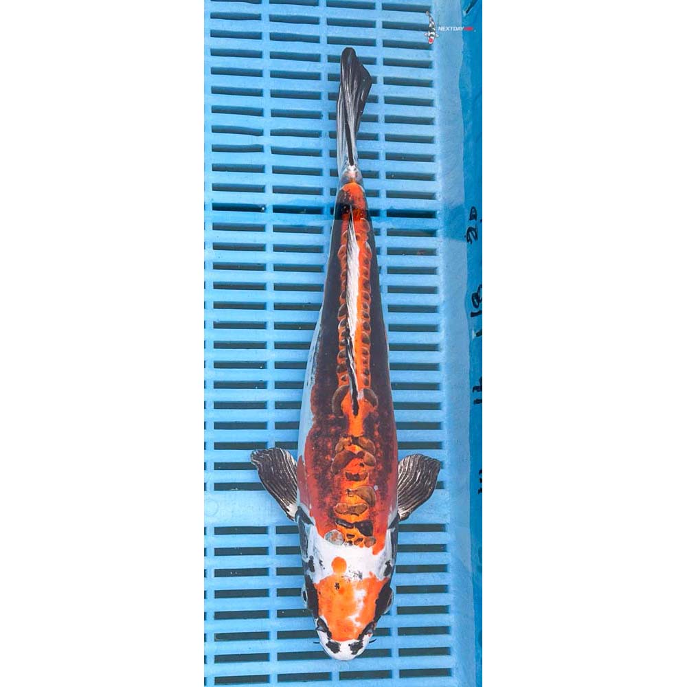 12-14” Imported Kin Kikokuryu