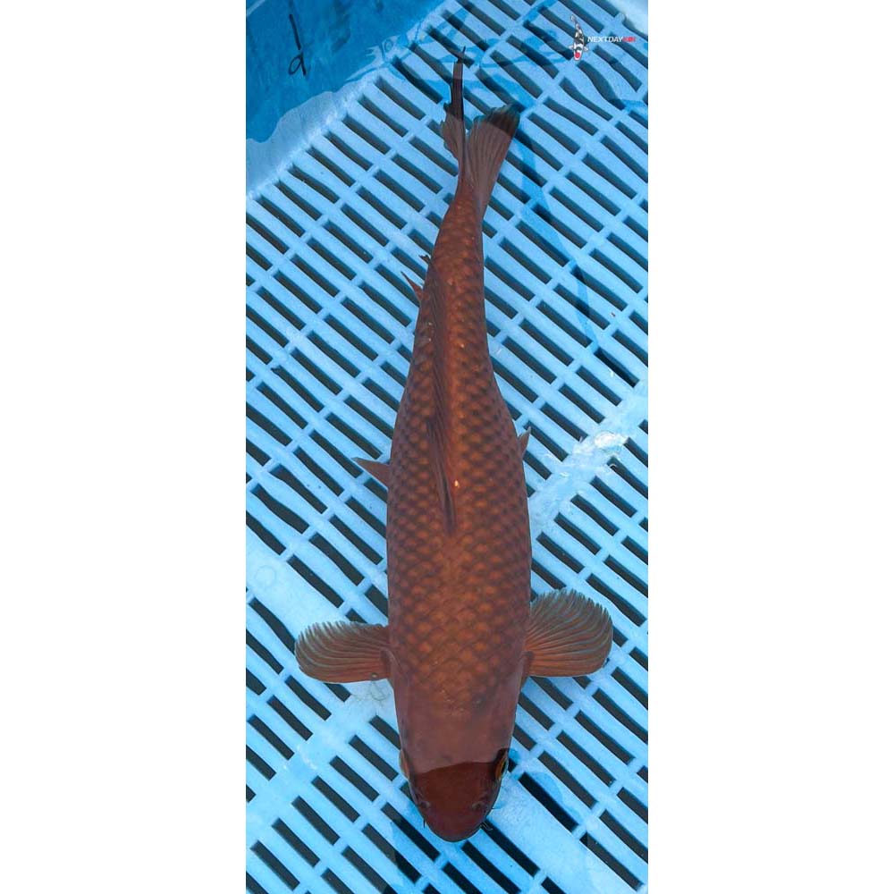 12-14” Imported Chagoi