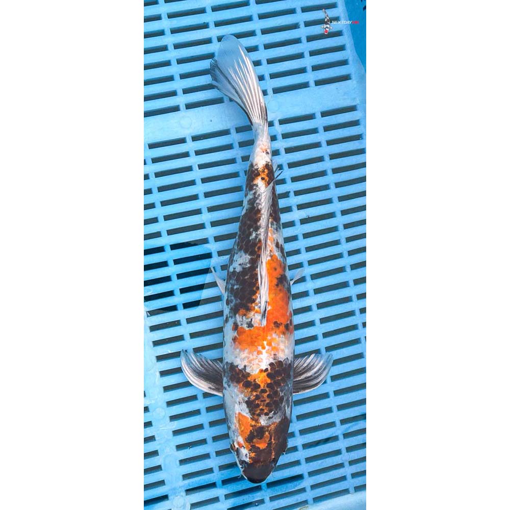 12-14” Imported Kin Showa