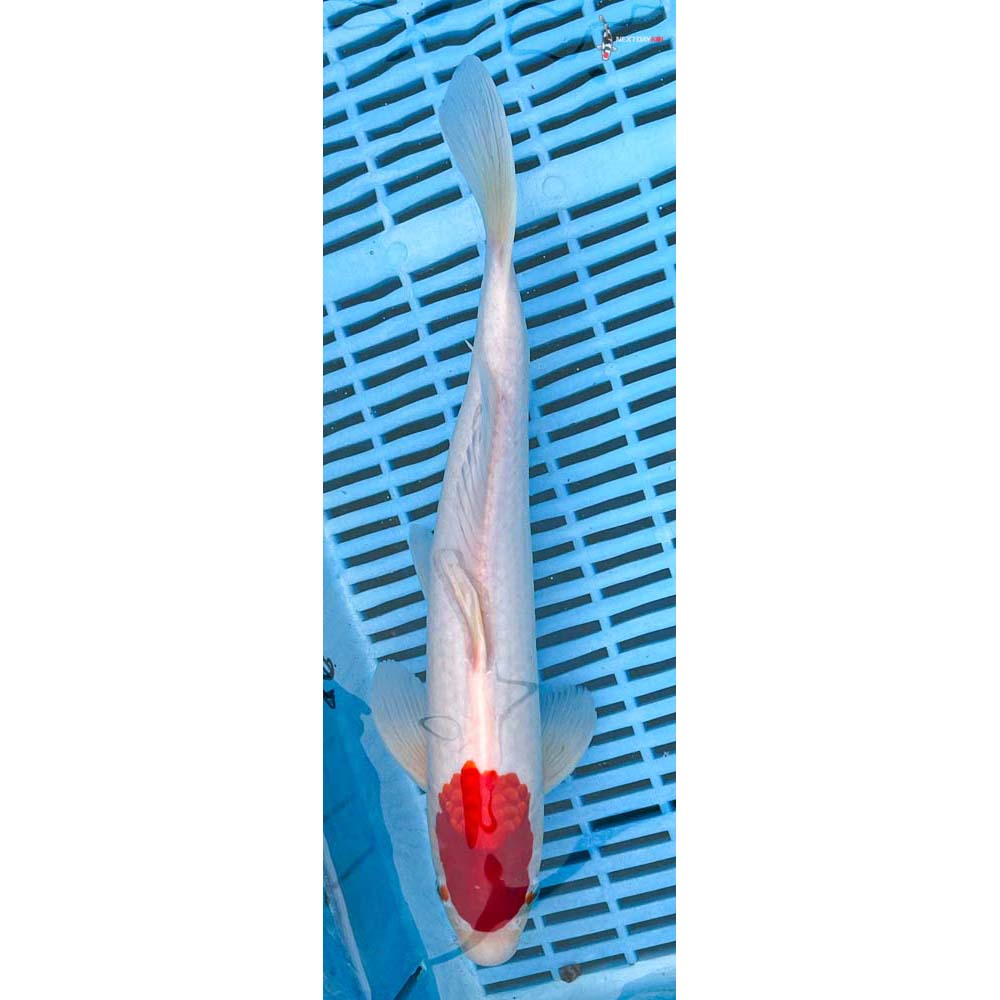 12-14” Imported Kohaku