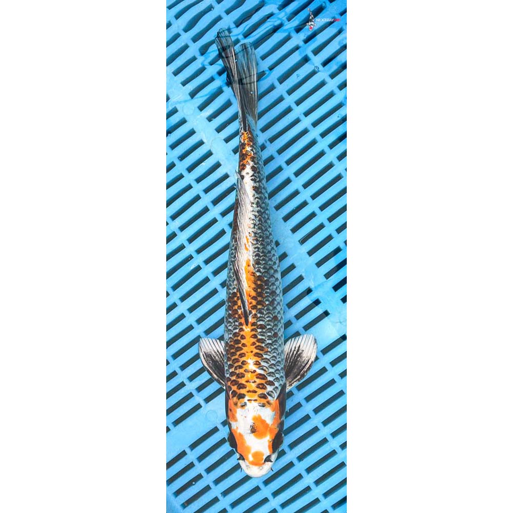 12-14” Imported Kujaku