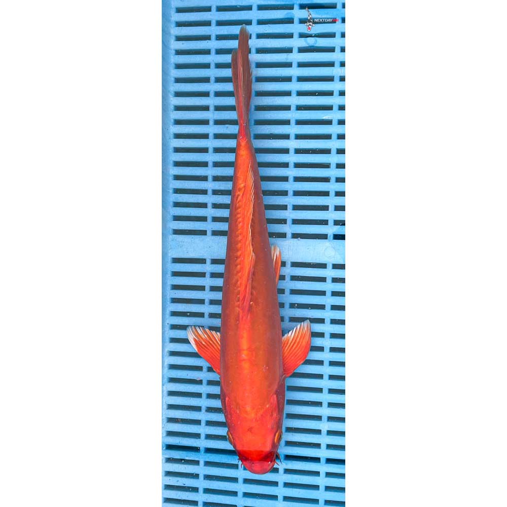 12-14” Imported Doitsu Orenji Ogon