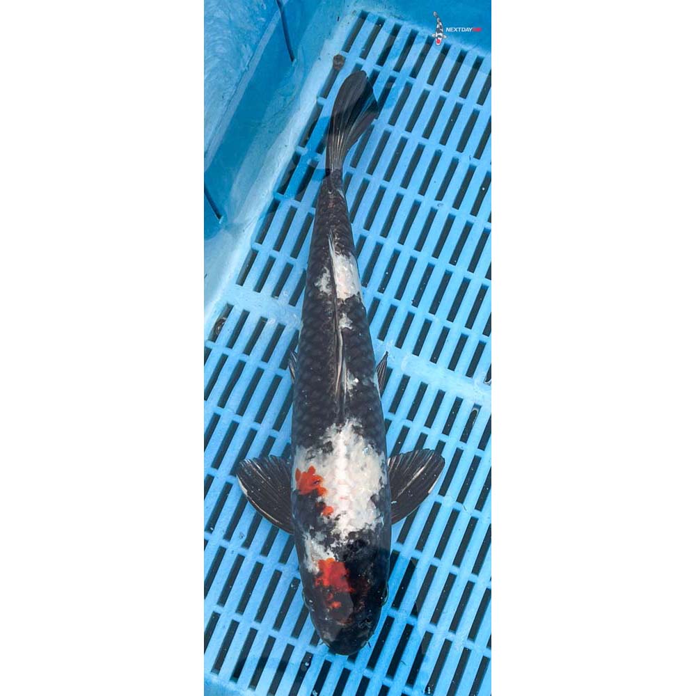 12-14” Imported Kin Showa