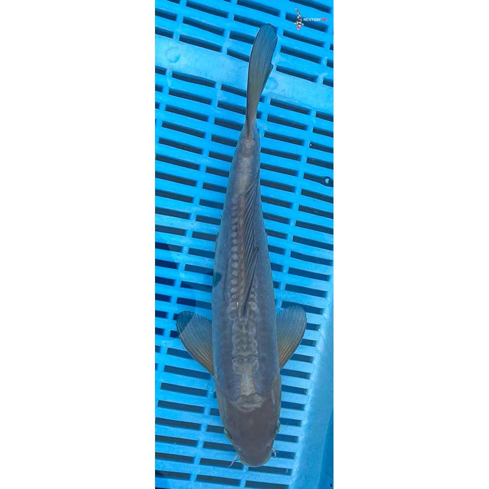 10-12” Imported Doitsu Soragoi