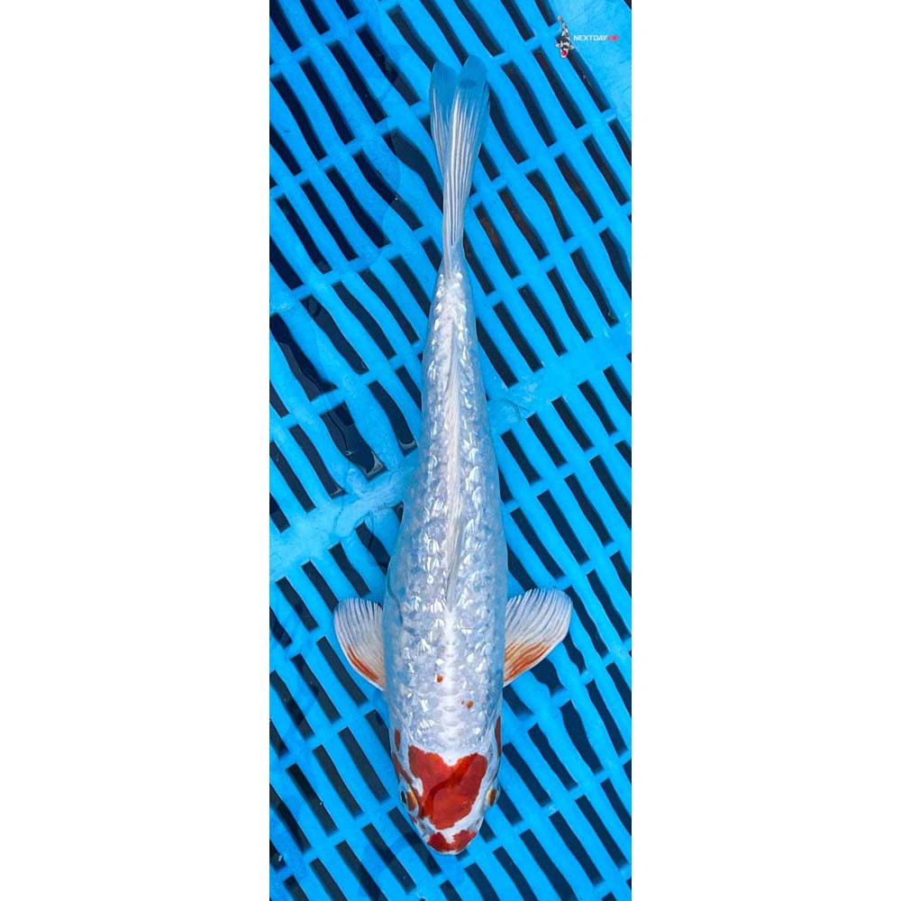 10-12” Imported Gin Rin Hariwake