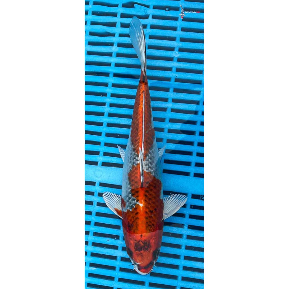 10-12” Imported Kujaku