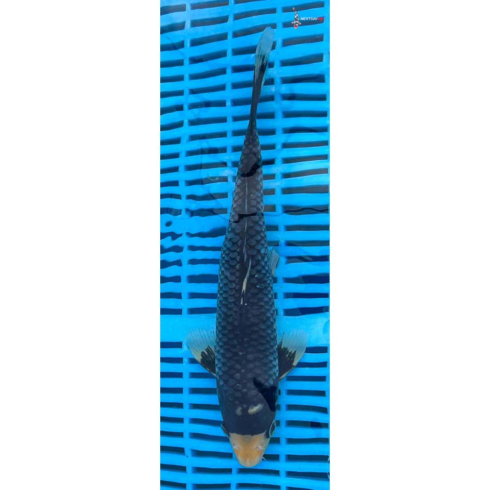 10-12” Imported Matsukawabakke