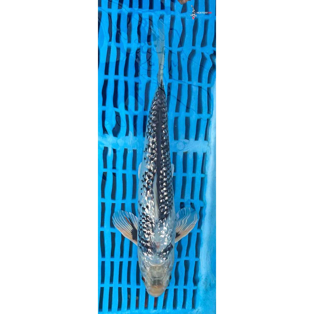 10-12” Imported Gin Rin Matsukawabakke