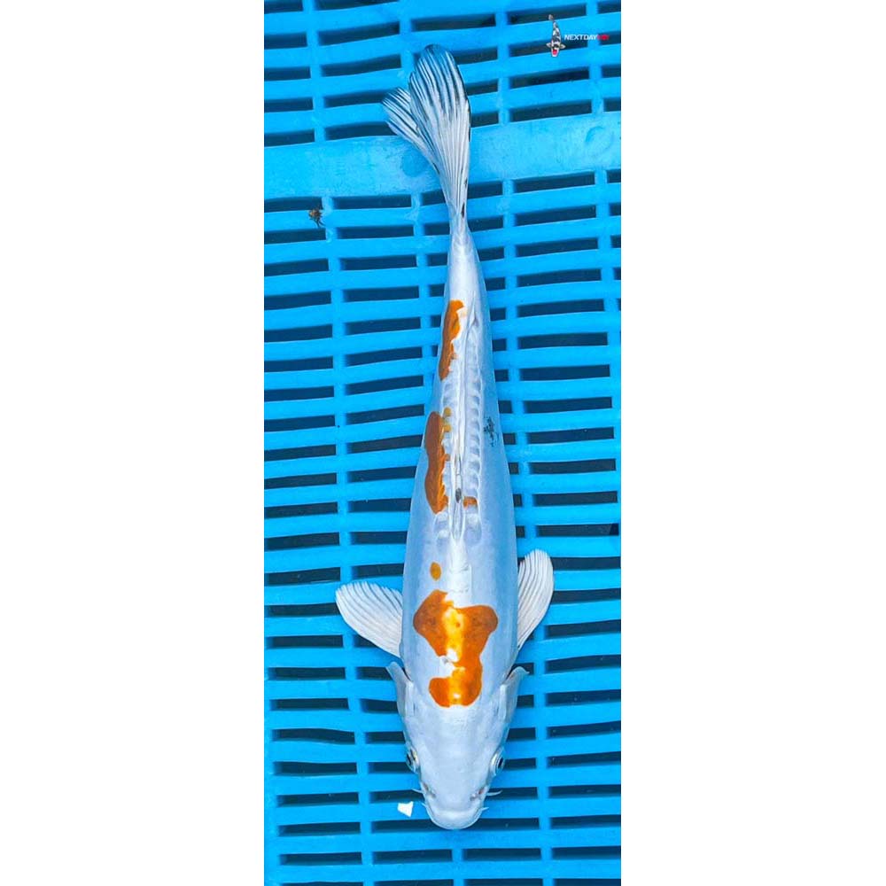 10-12” Imported Kikusui