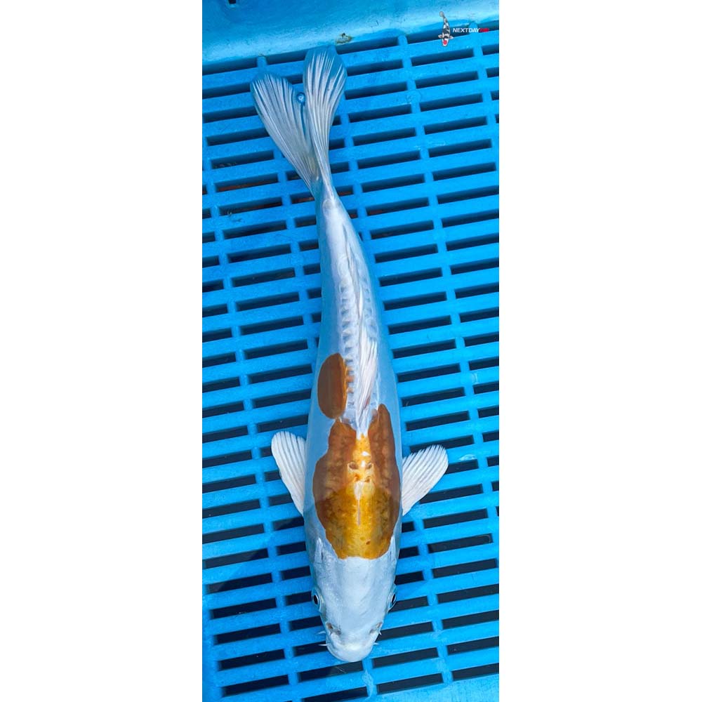 10-12” mported Kikusui