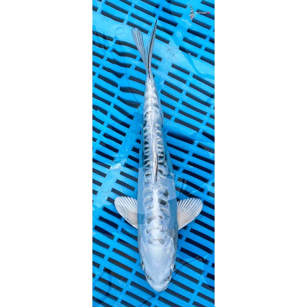 10-12” Imported Doitsu Gin Shiro Bekko