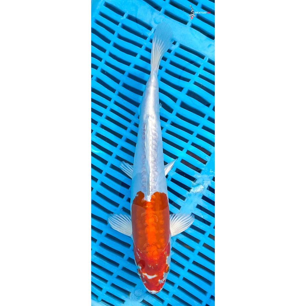 10-12” Imported Kikusui