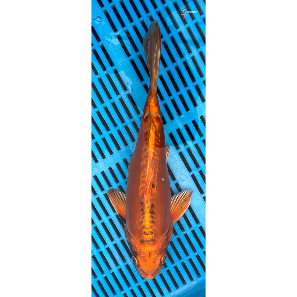 12-14” Imported Doitsu Orenji Matsuba