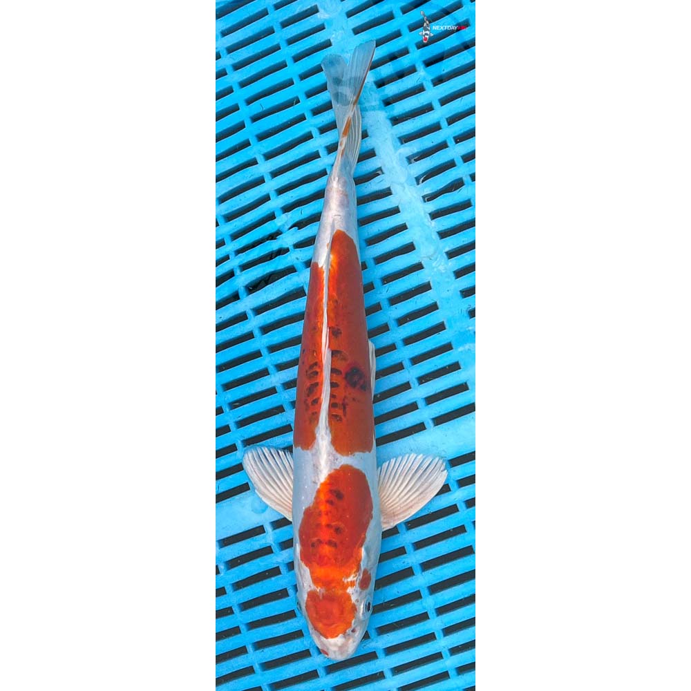 12-14” Imported Heisei Nishiki