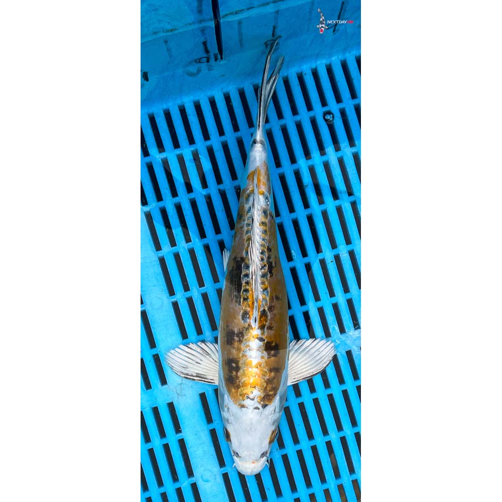 12-14” Imported Heisei Nishiki