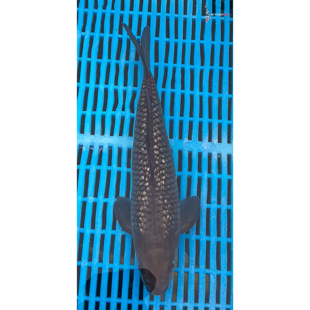 12-14” Imported Gin Rin Chagoi