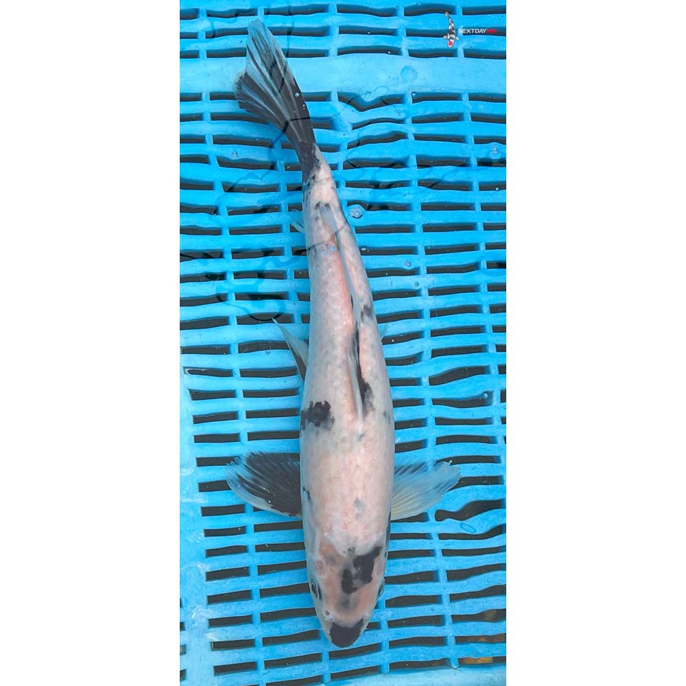 12-14” Imported Shiro Utsuri