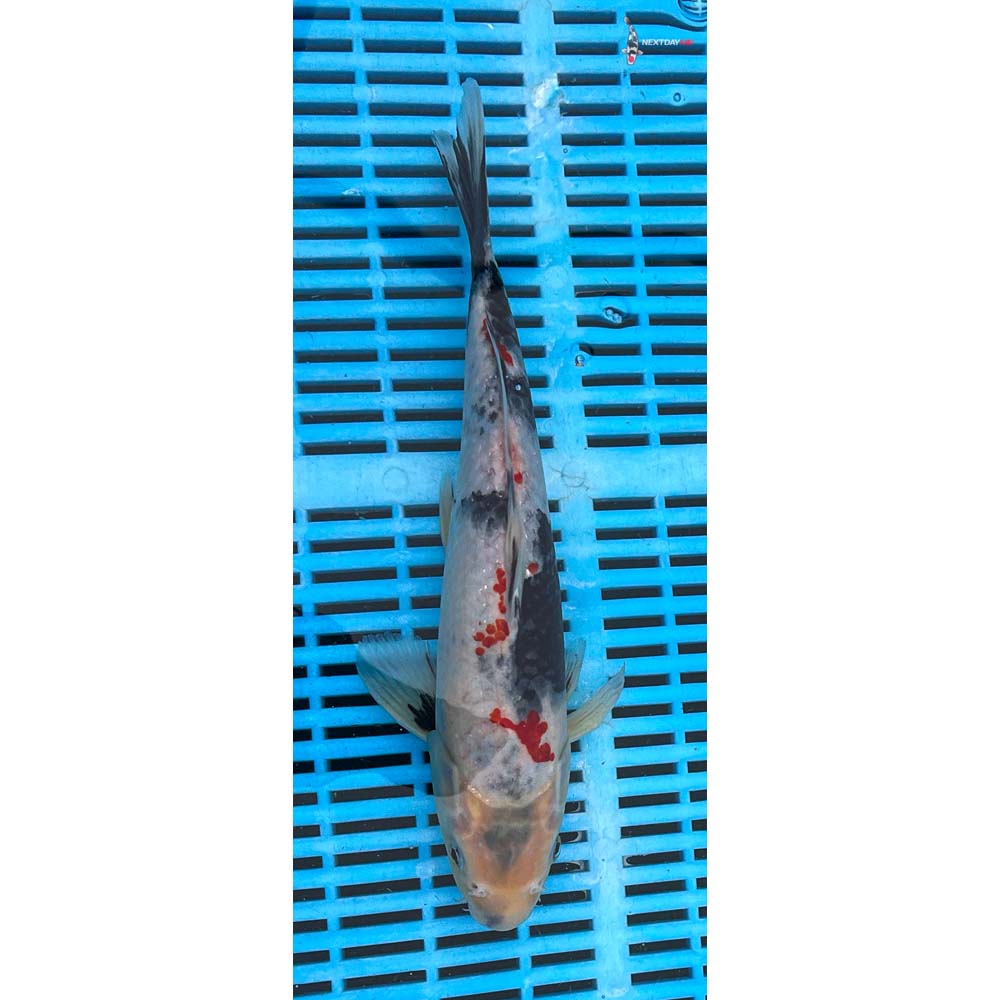 12-14” Imported Showa