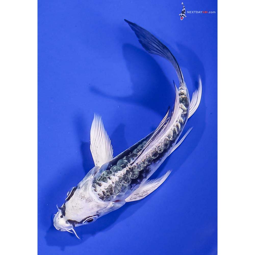 4.5” Imported Kikokuryu Butterfly Koi