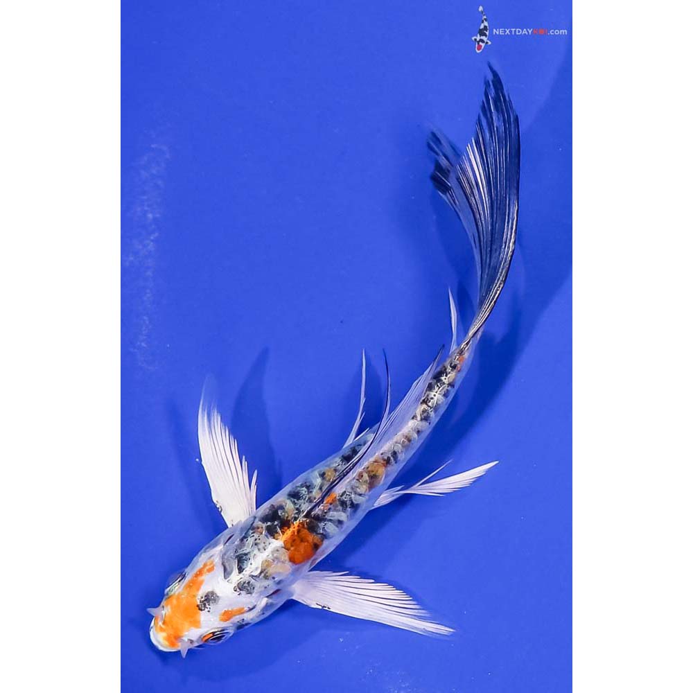 4.5” Imported Armor Scaled Yamato Nishiki Butterfly Koi
