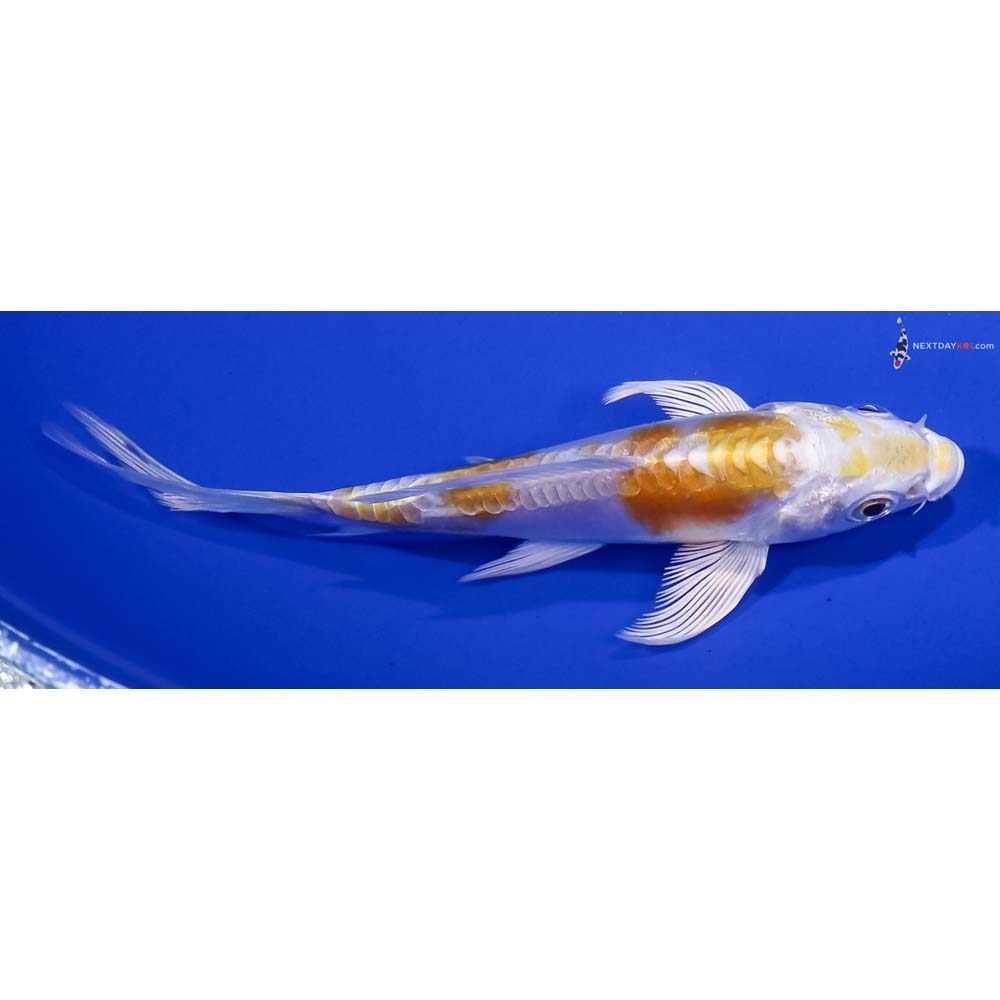 4.5” Imported Doitsu Lemon Hariwake Butterfly Koi