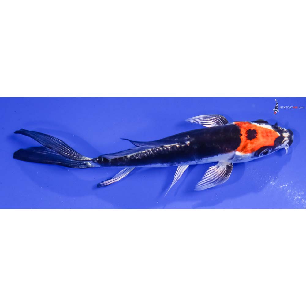 4.5” Imported Gin Rin Kin Kikokuryu Butterfly Koi