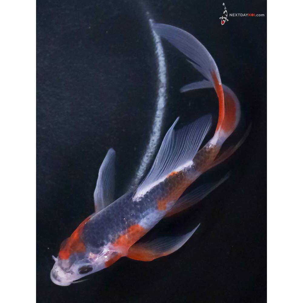 4.5” Imported Asagi Butterfly Koi