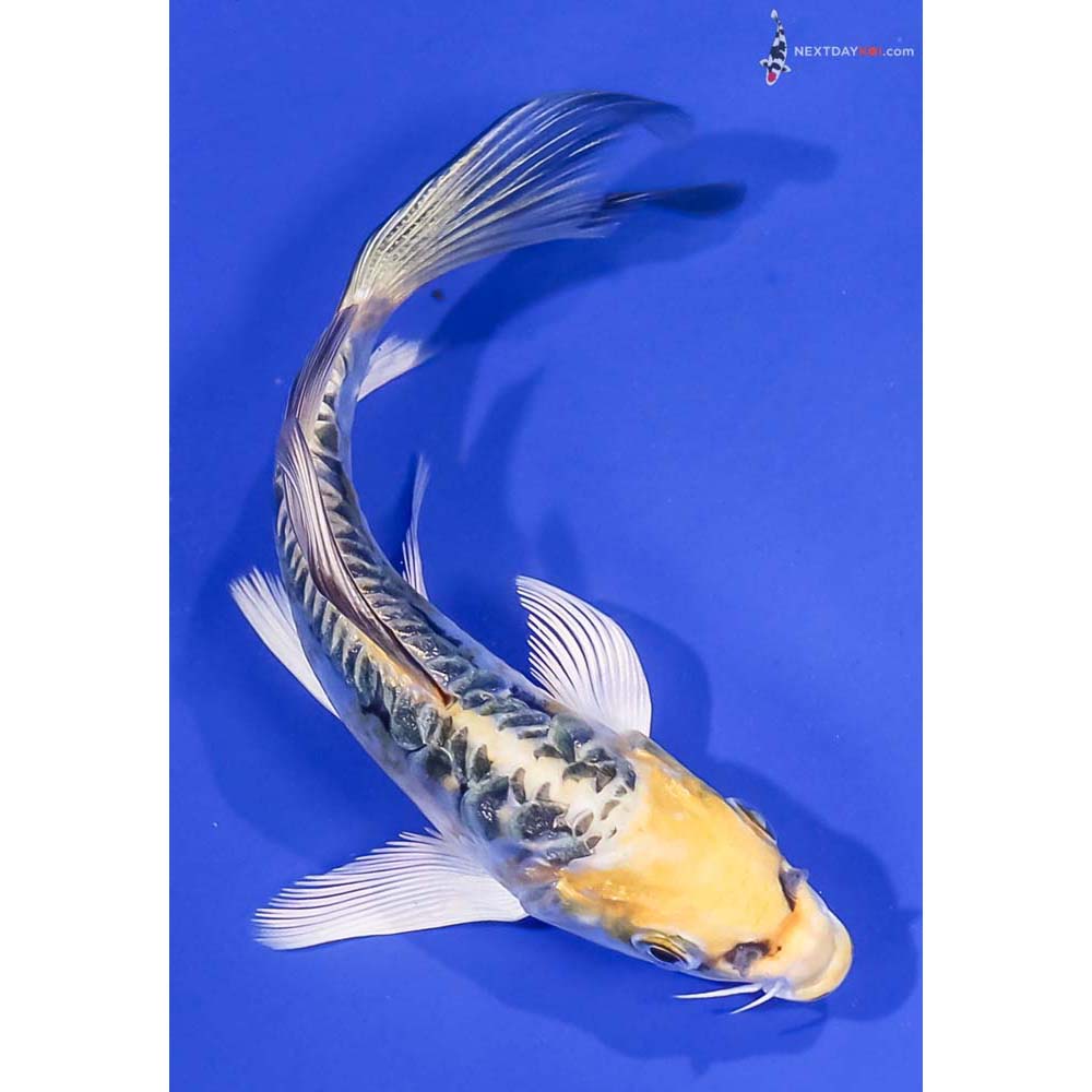 5” Imported Kin Kikokuryu Butterfly Koi