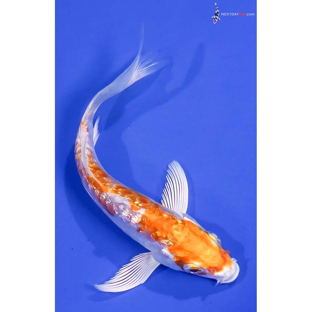 5” Imported Gin Rin Kikusui Butterfly Koi