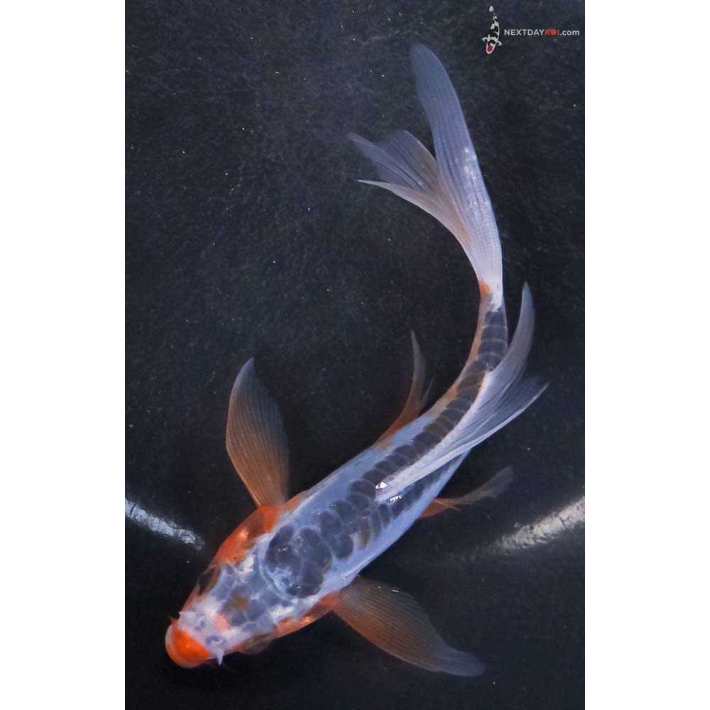 5” Imported Shusui Butterfly Koi