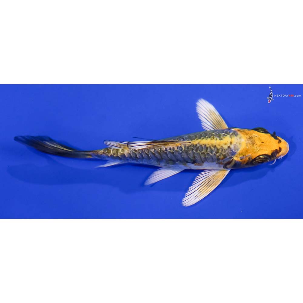 4” Imported Armor Scaled Kin Kikokuryu Butterfly Koi