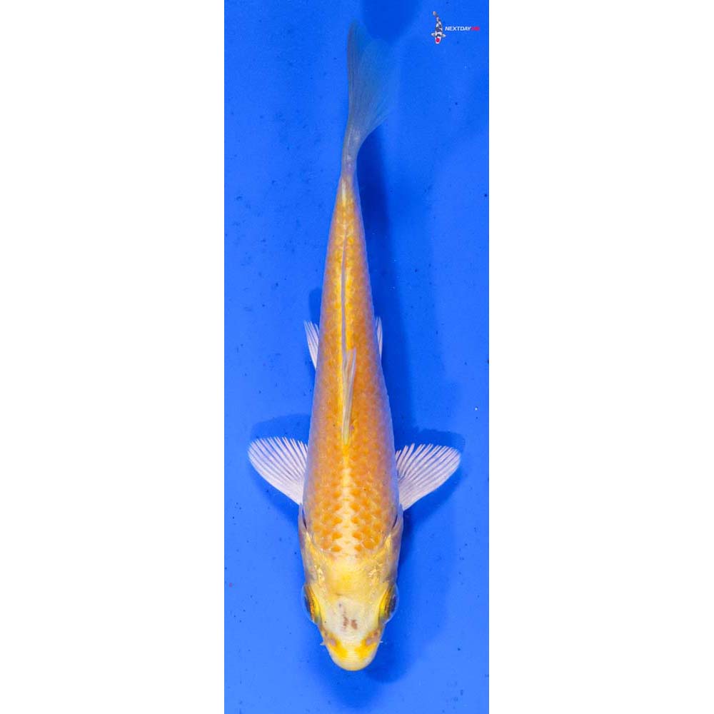 4.5” Imported Lemon Hariwake