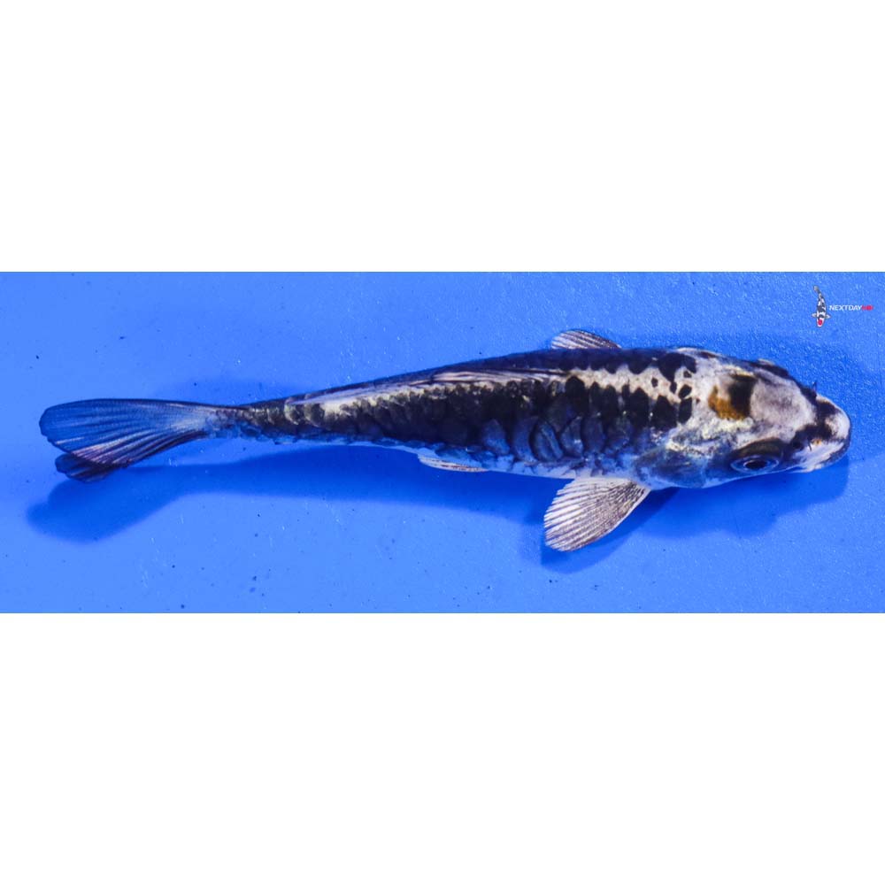 4.5” Imported Kin Kikokuryu