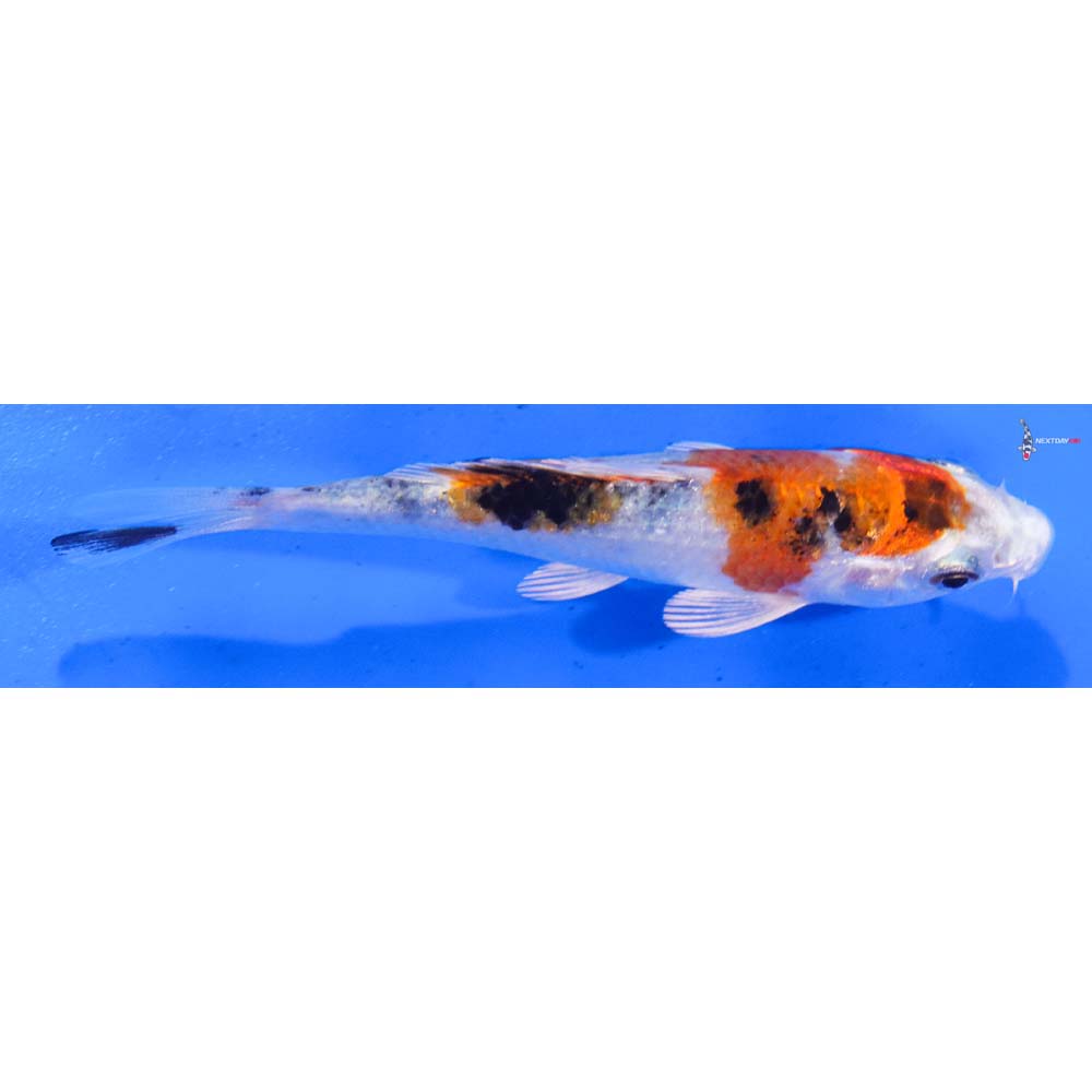 4.5” Imported Yamato Nishiki
