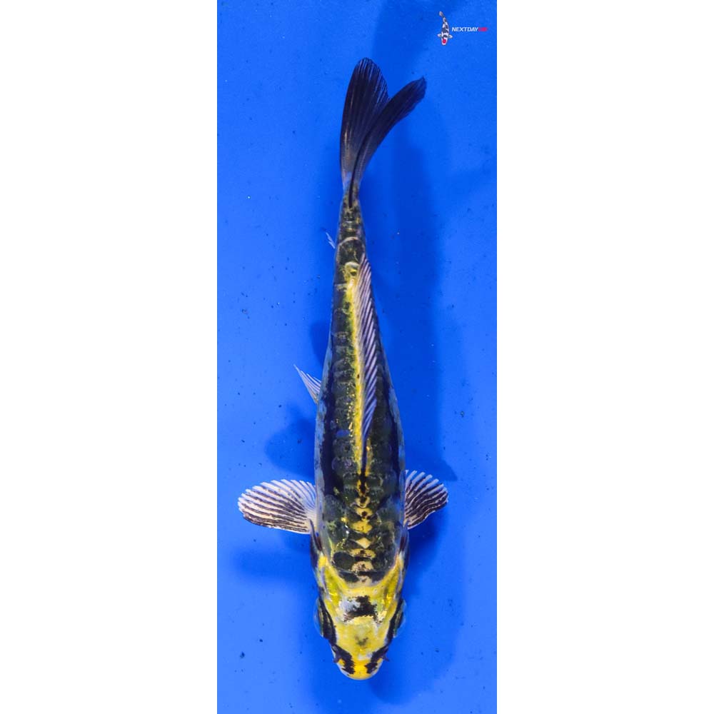 4.5” Imported Kin Kikokuryu