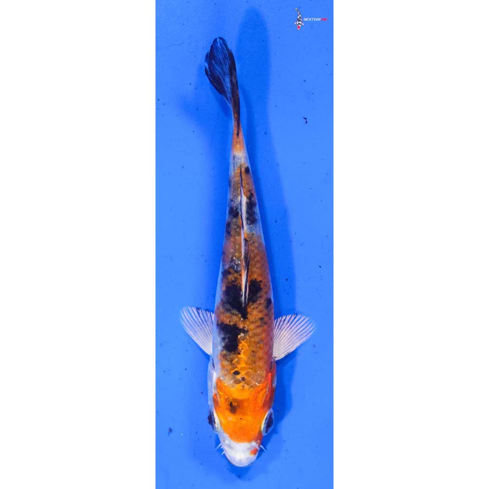 4.5 Imported Yamato Nishiki