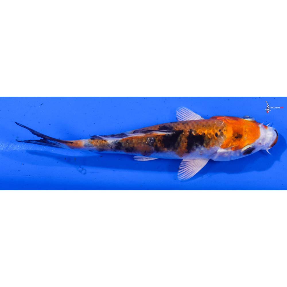 4.5 Imported Yamato Nishiki