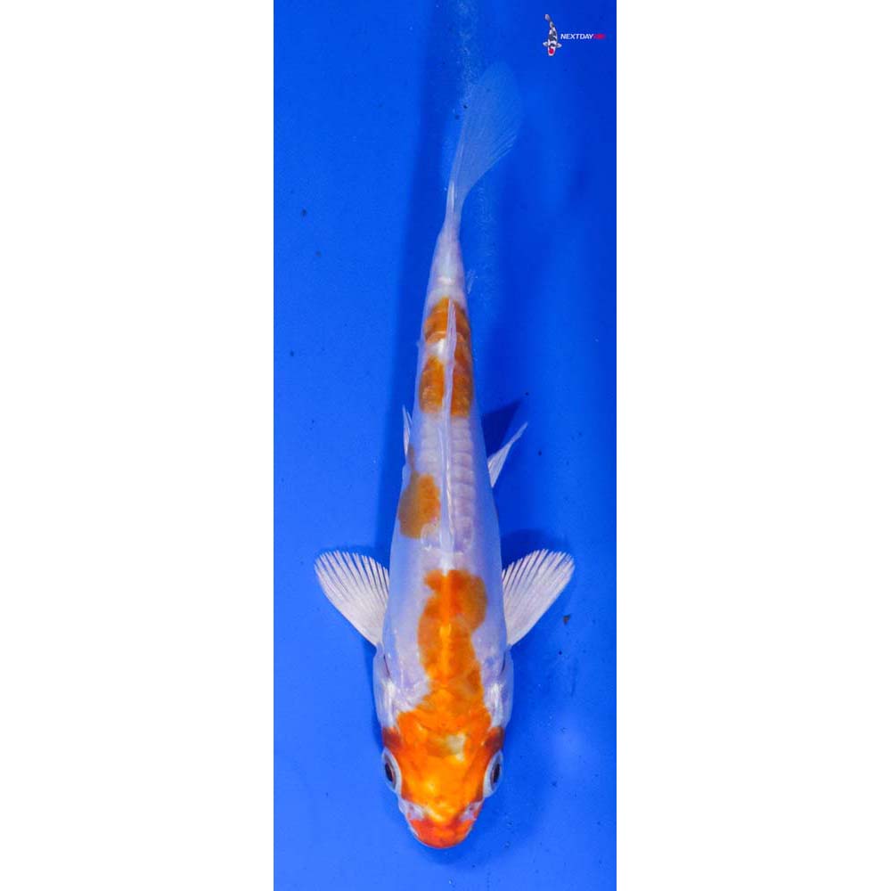 4” Imported Kikusui