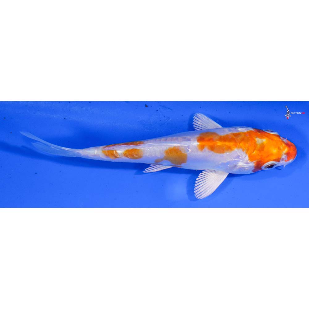 4” Imported Kikusui