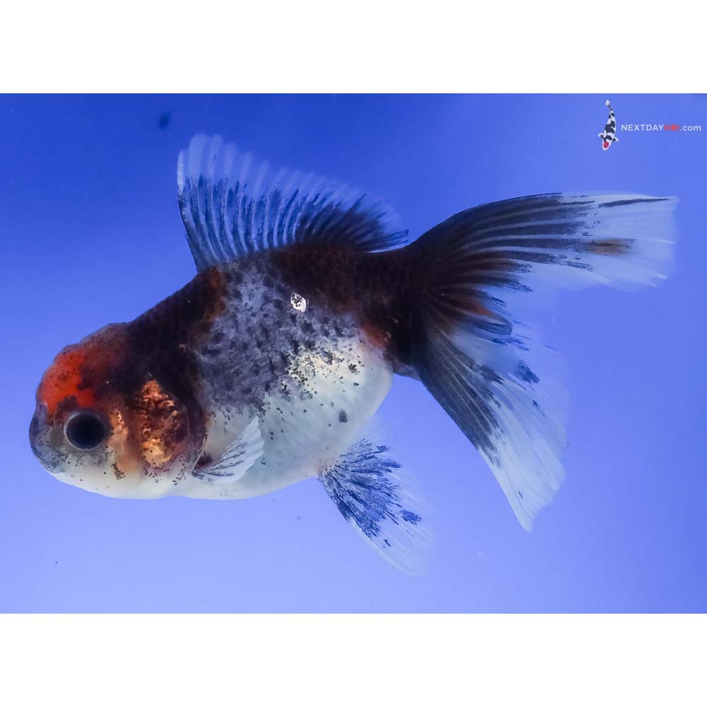 4.5” Imported Calico Oranda