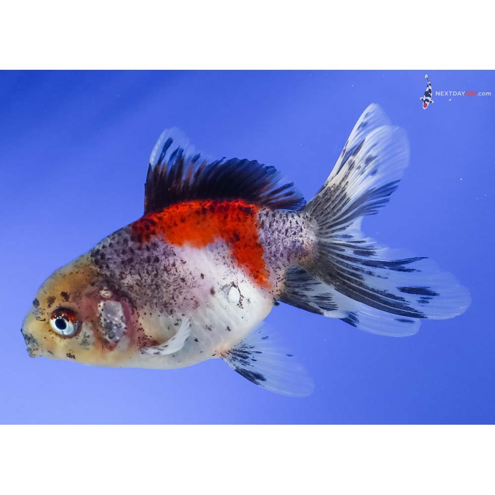 4” Imported Male Calico Oranda