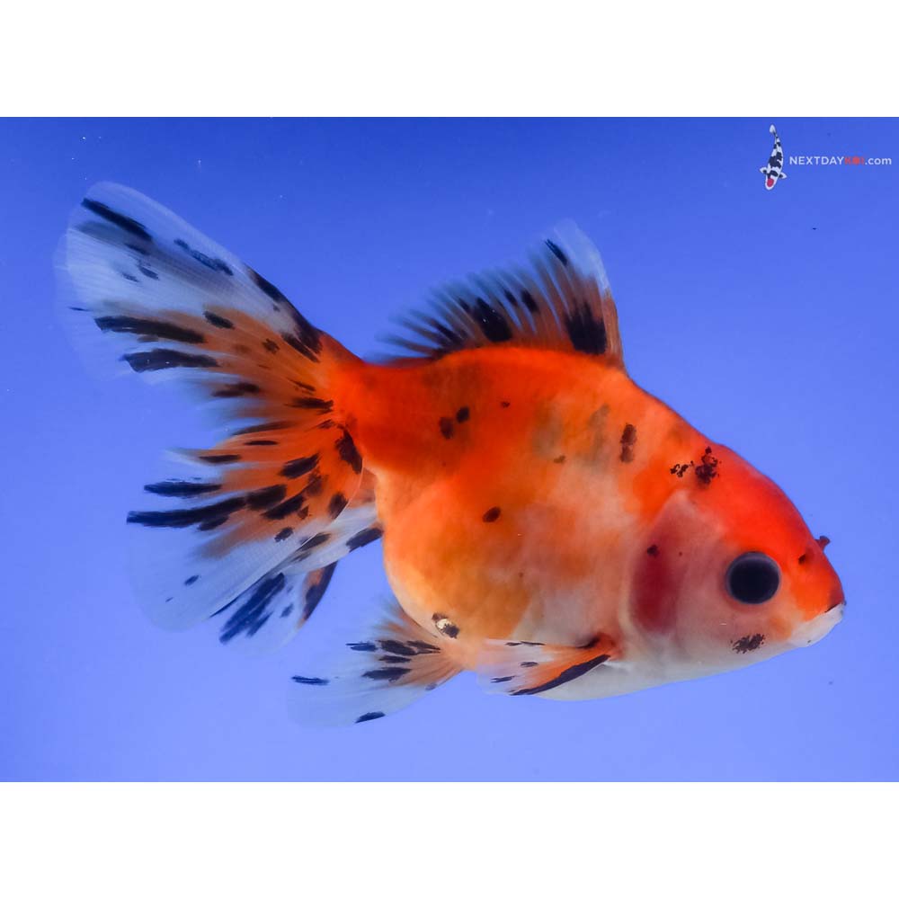 4.5” Imported Calico Oranda