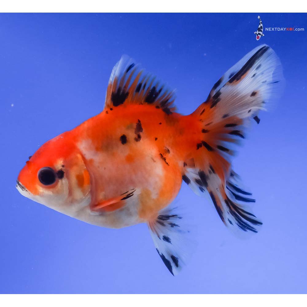 4.5” Imported Calico Oranda