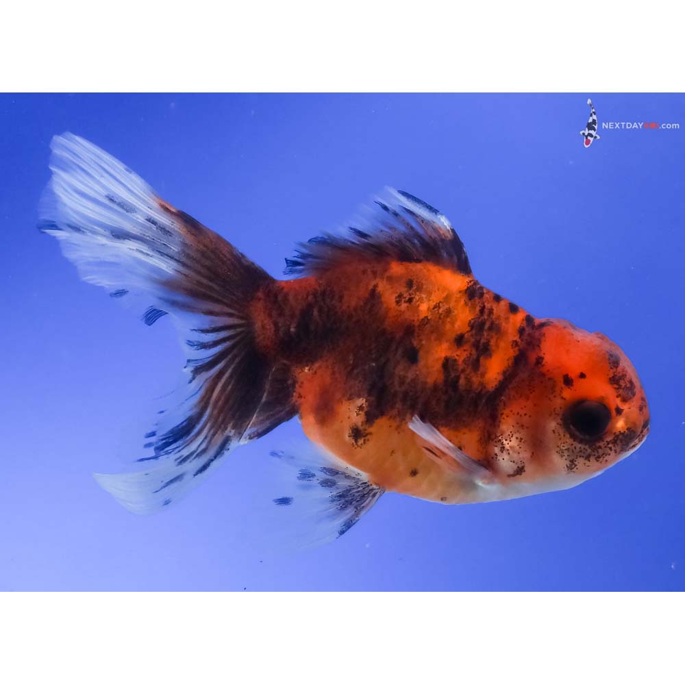 4” Imported Calico Oranda