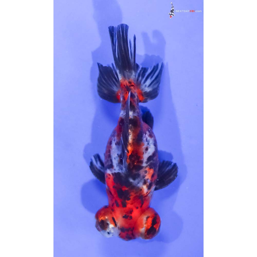 4” Imported Calico Telescope Fantail